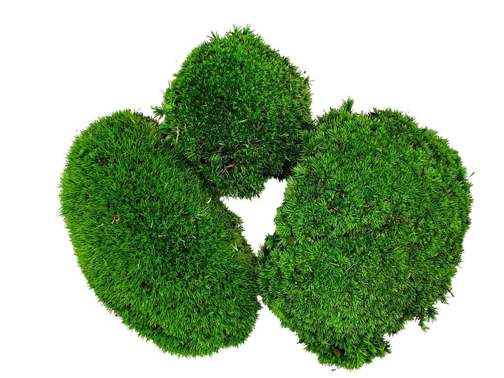 Preserved Bun Moss | Pillow Moss - Tropical Glass
