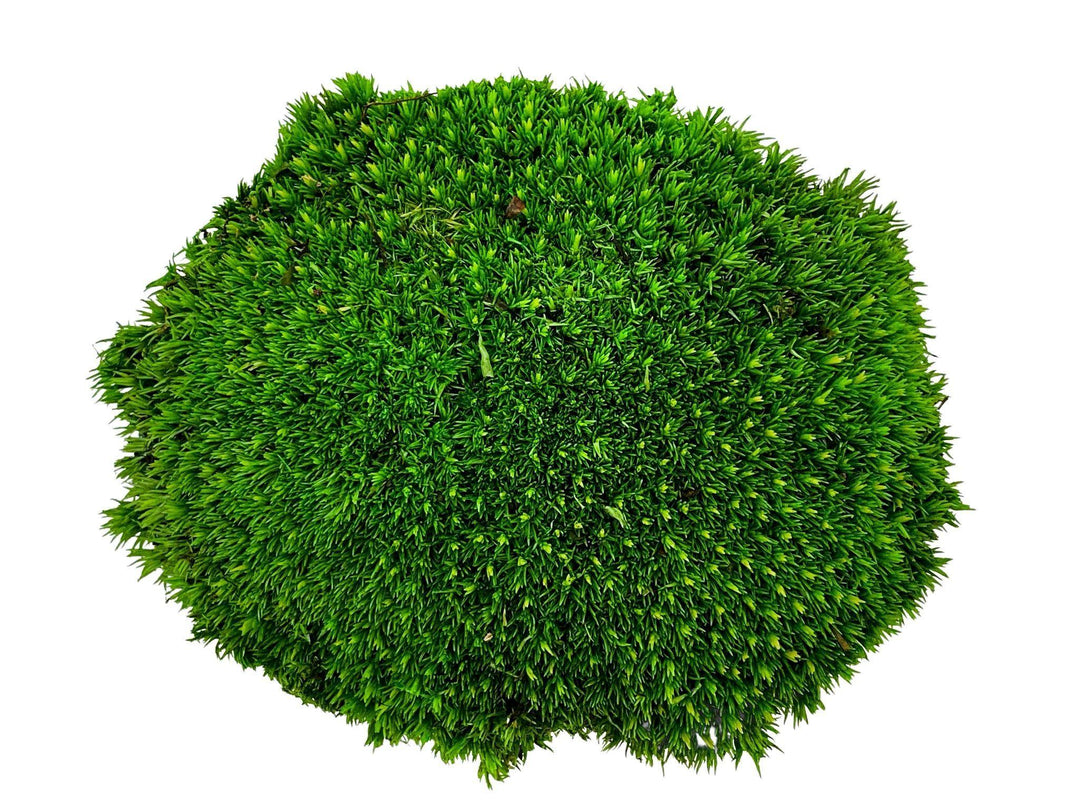 Preserved Bun Moss | Pillow Moss - Tropical Glass
