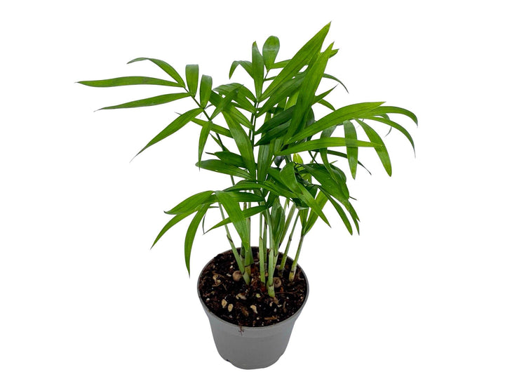 Baby Parlour Palm (Chamaedorea Elegans) | 5 cm pot - Tropical Glass