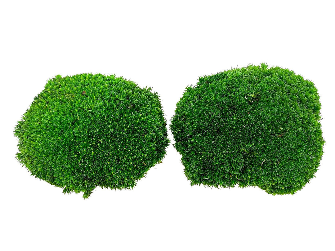 Preserved Bun Moss | Pillow Moss - Tropical Glass