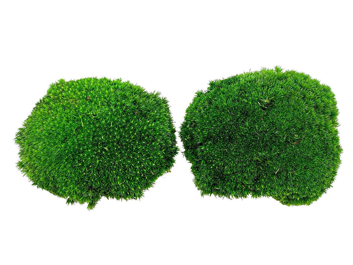 Preserved Bun Moss | Pillow Moss - Tropical Glass
