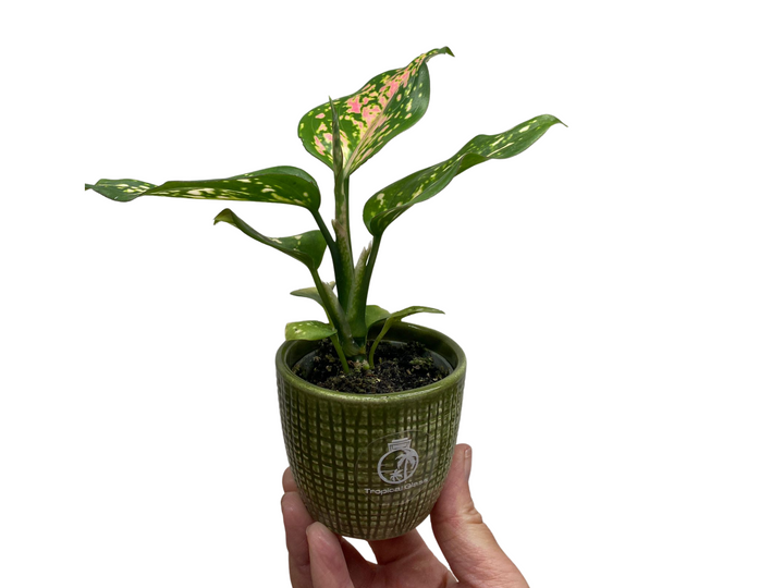 Aglaonema Red Valentine (Chinese Evergreen)