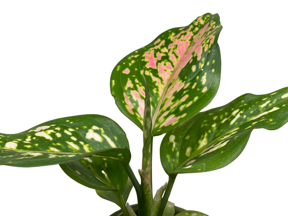 Aglaonemona Plant