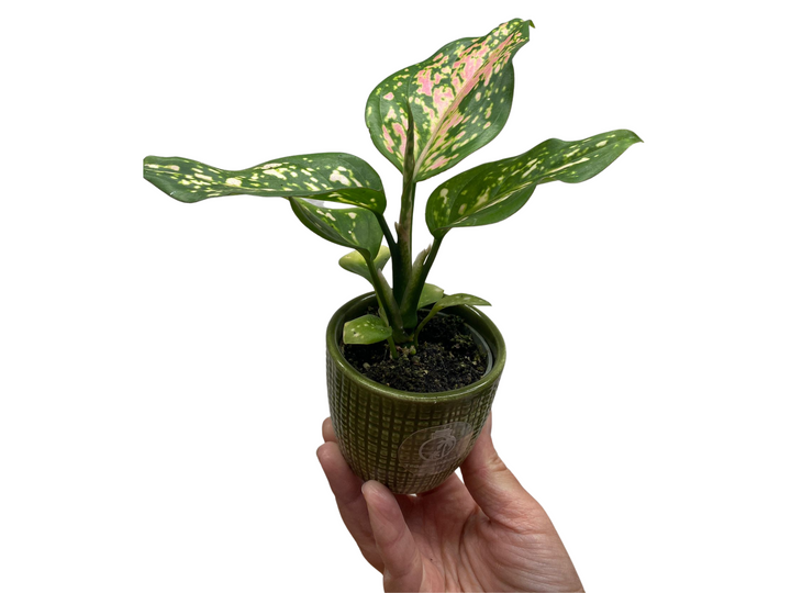 Chinese Evergreen Plant