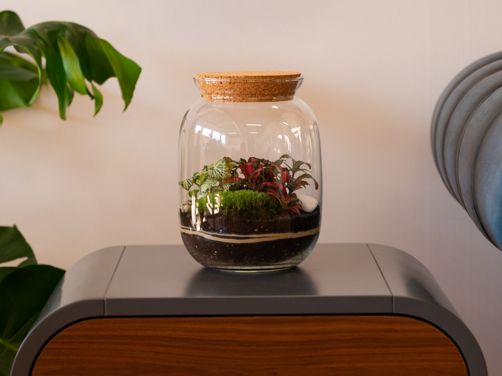 A Tropical Glass Closed DIY Terrarium Kit with Container, Plants and Decorations 22 cm | 'Paris' on top of a table.
