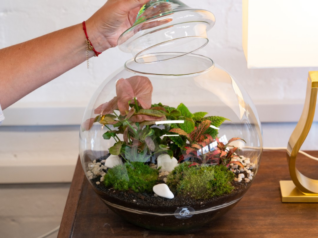 Closed Terrarium Kit DIY H: 30 cm | 'Florence'