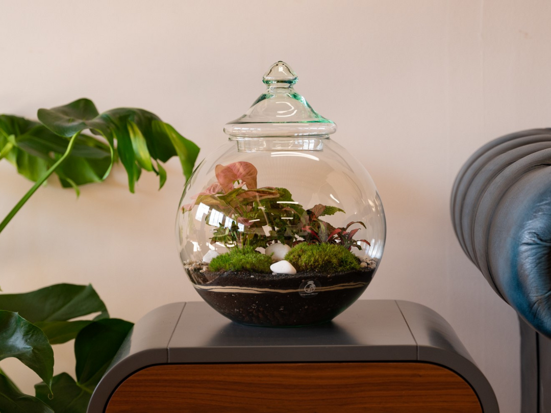 Closed Terrarium Kit DIY H: 30 cm | 'Florence'
