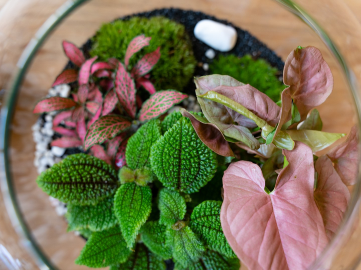 Closed Terrarium Kit DIY H: 30 cm | 'Florence'