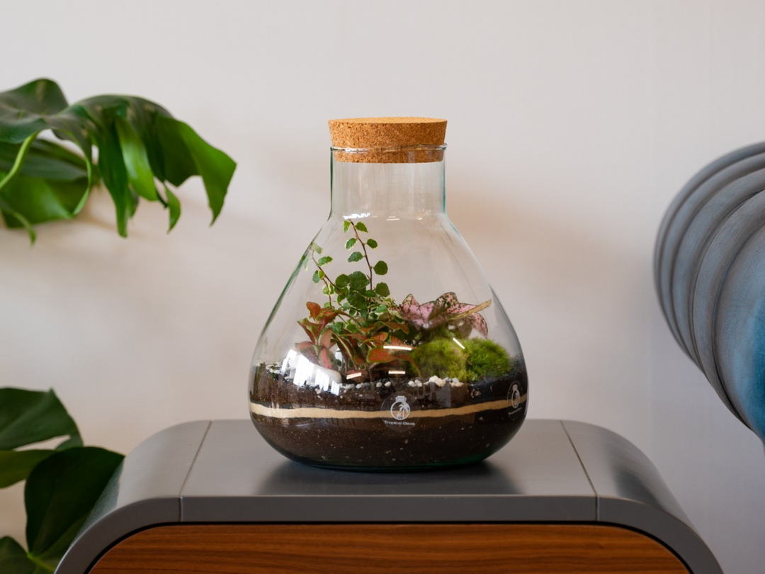 DIY Glass Terrarium with 24 cm Container | 'Lima'