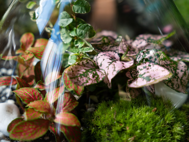 DIY Glass Terrarium with 24 cm Container | 'Lima'