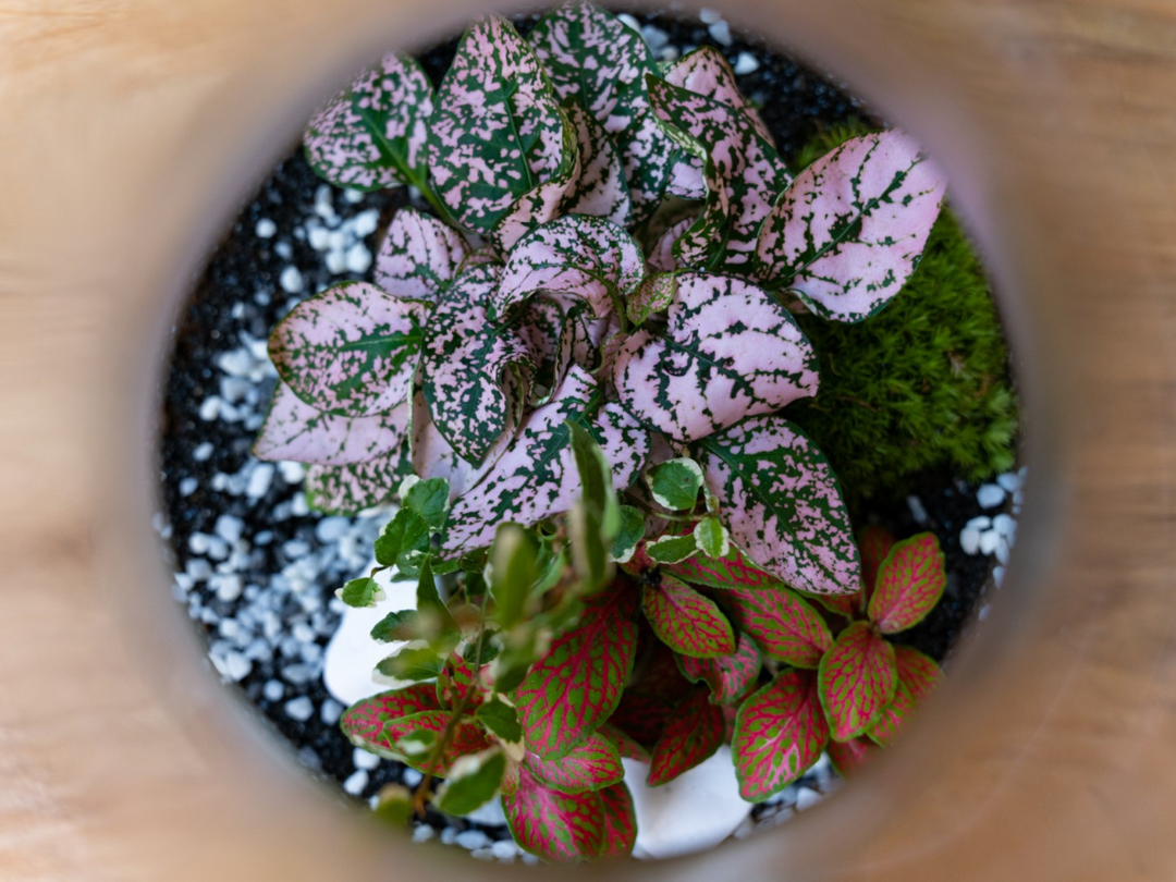 DIY Glass Terrarium with 24 cm Container | 'Lima'