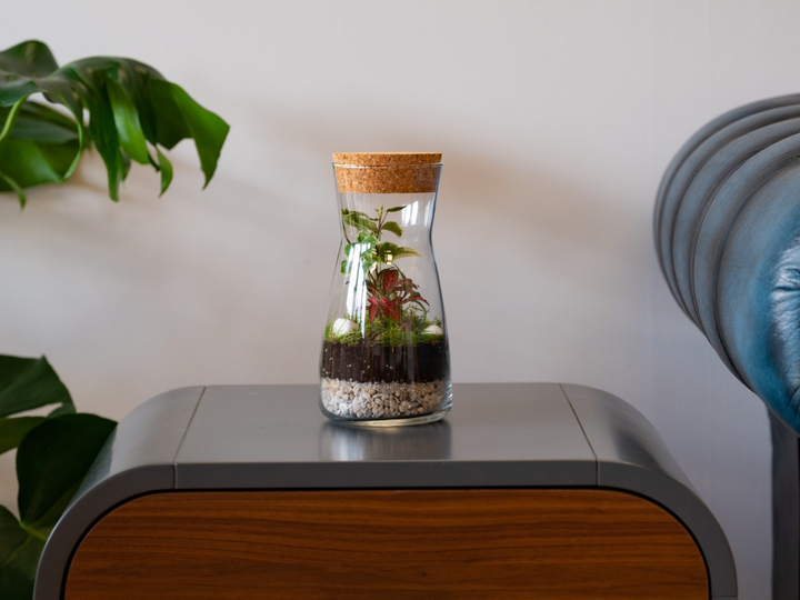 DIY Terrarium Kit with Jar and Plants | Bottle Terrarium Kit | 'Porto'