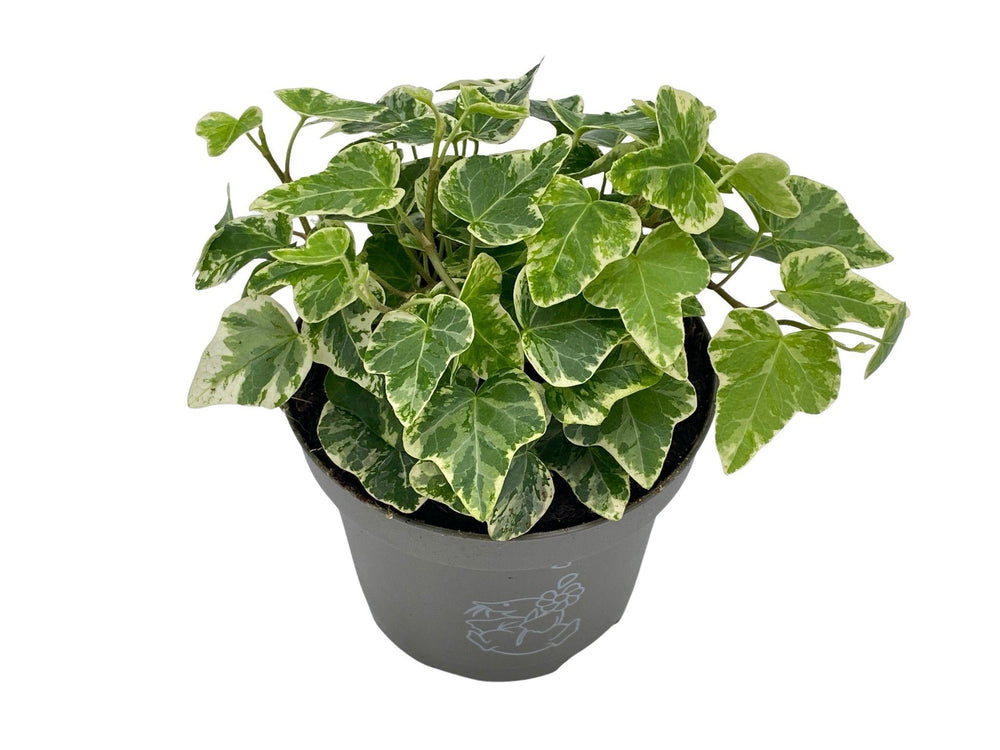 Hedera English Ivy | Baby Plant | 8.5 cm - Tropical Glass