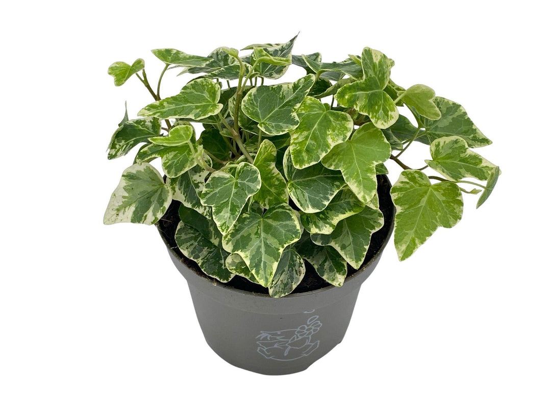 Hedera English Ivy | Baby Plant | 8.5 cm - Tropical Glass