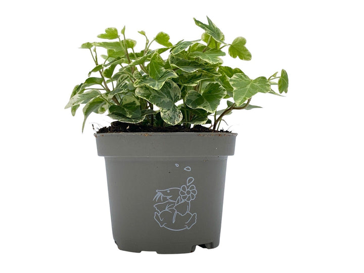 Hedera English Ivy | Baby Plant | 8.5 cm - Tropical Glass