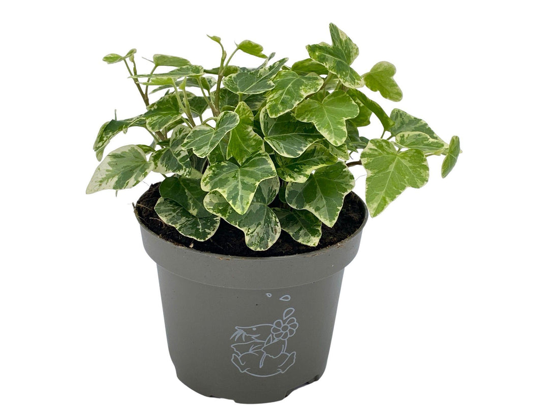 Hedera English Ivy | Baby Plant | 8.5 cm - Tropical Glass