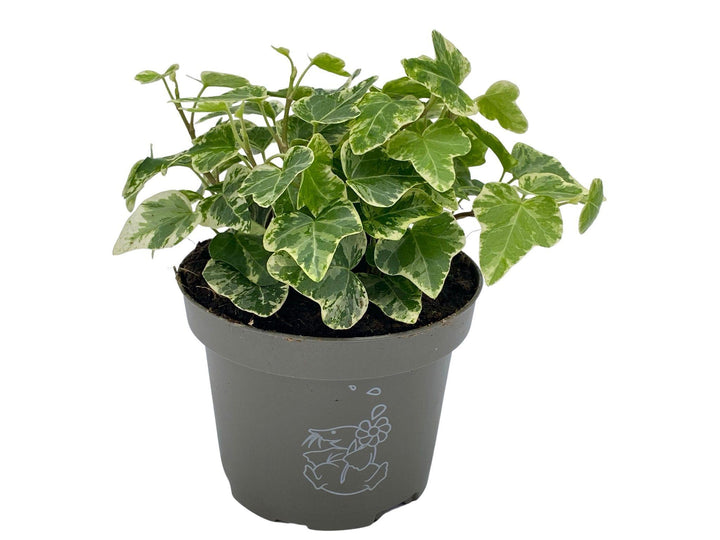 Hedera English Ivy | Baby Plant | 8.5 cm - Tropical Glass