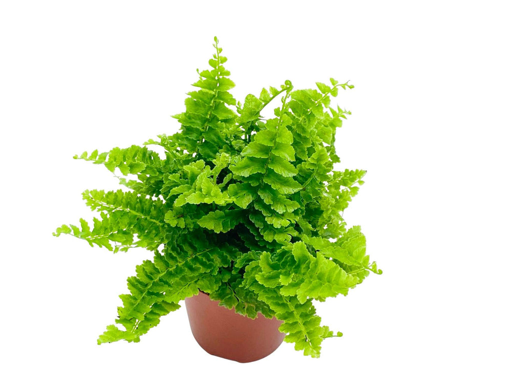 Nephrolepis Green Fantasy | Boston Fern | 5 cm pot - Tropical Glass