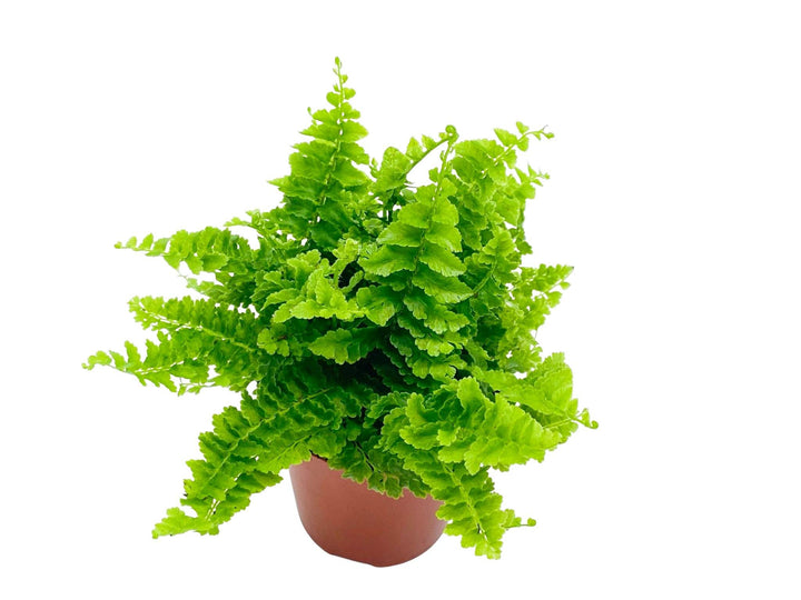Nephrolepis Green Fantasy | Boston Fern | 5 cm pot - Tropical Glass