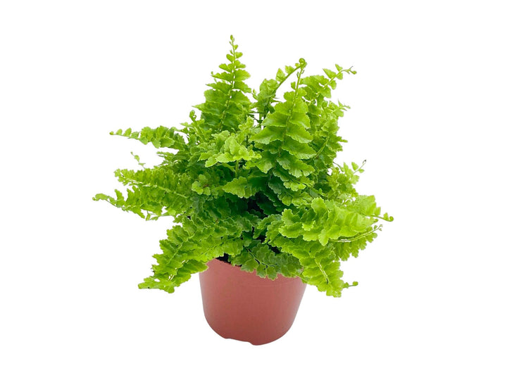 Nephrolepis Green Fantasy | Boston Fern | 5 cm pot - Tropical Glass