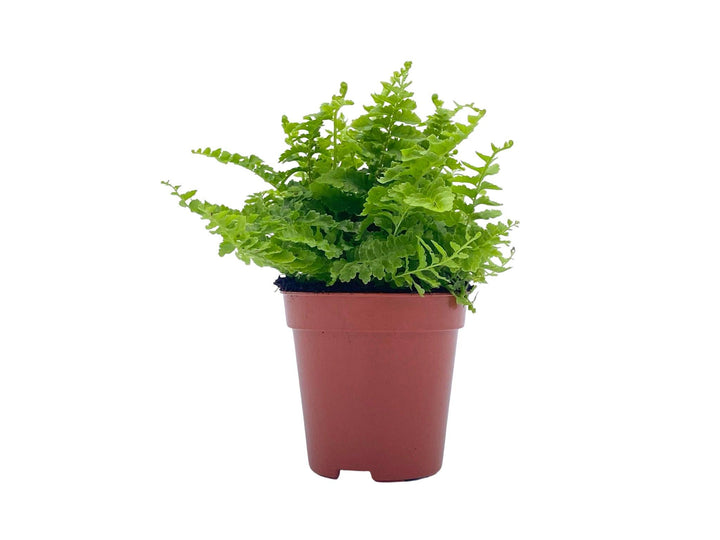 Nephrolepis Green Fantasy | Boston Fern | 5 cm pot - Tropical Glass