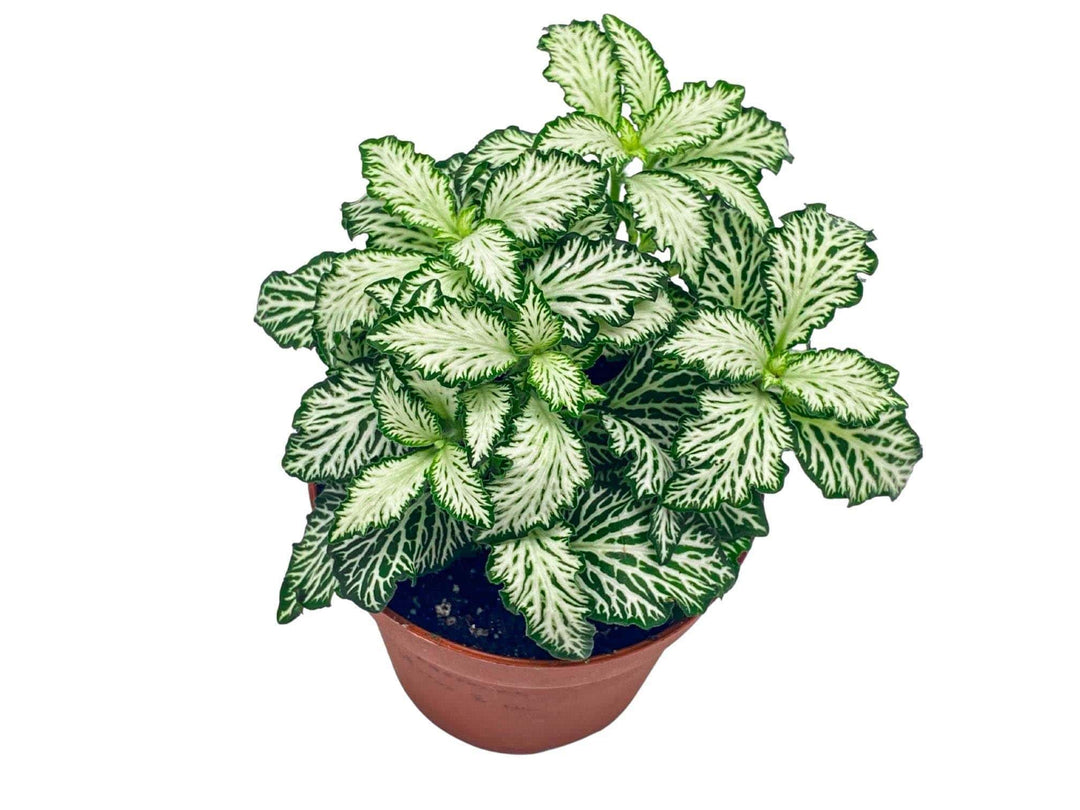 Top view of White Fittonia White Tiger showing white mosaic veins, perfect terrarium plant.