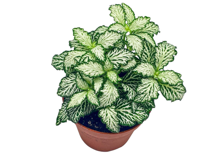 Top view of White Fittonia White Tiger showing white mosaic veins, perfect terrarium plant.