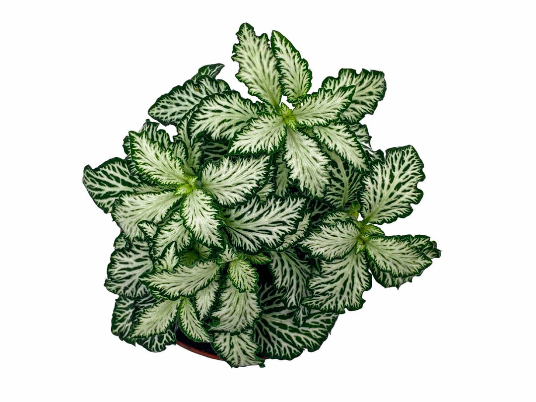 White mosaic Fittonia nerve plant for sale in 8.5 cm pot