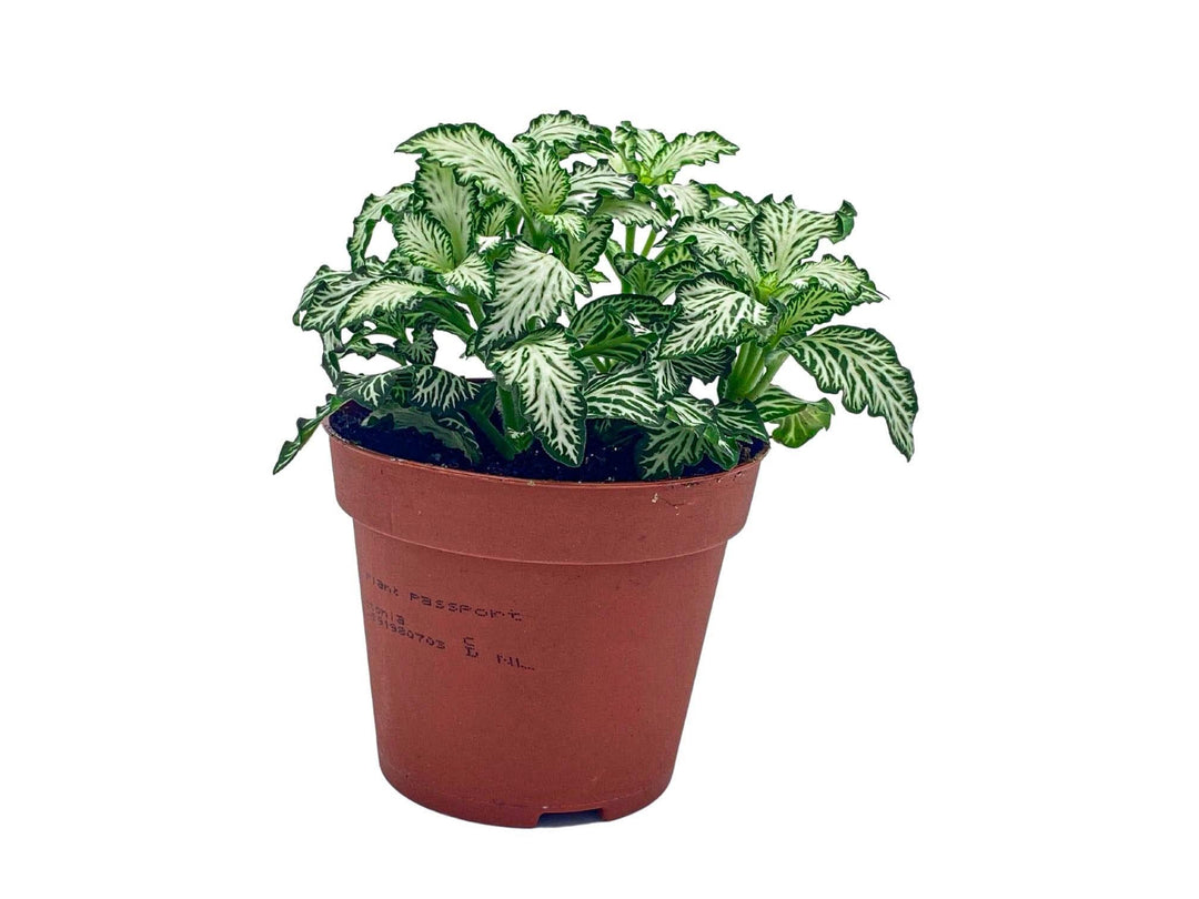 White Fittonia ‘White Tiger’ mosaic nerve plant in an 8.5 cm pot, side view