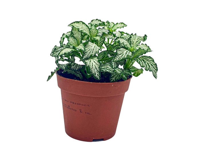 White Fittonia ‘White Tiger’ mosaic nerve plant in an 8.5 cm pot, side view