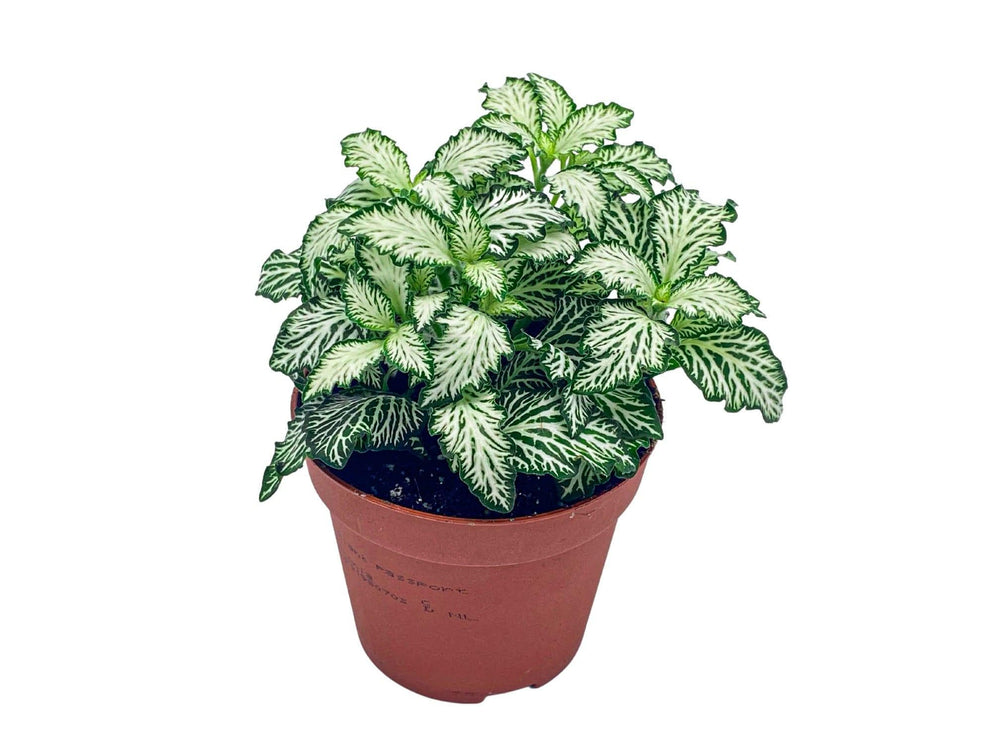 Close‑up of mini White Fittonia White Tiger leaves with white veins