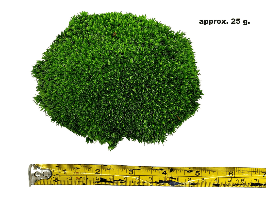 Preserved Bun Moss | Pillow Moss - Tropical Glass