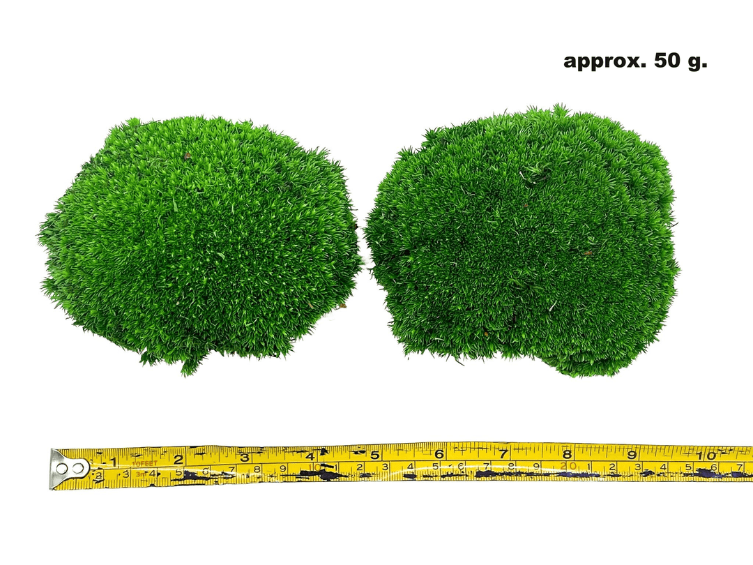 Preserved Bun Moss | Pillow Moss - Tropical Glass