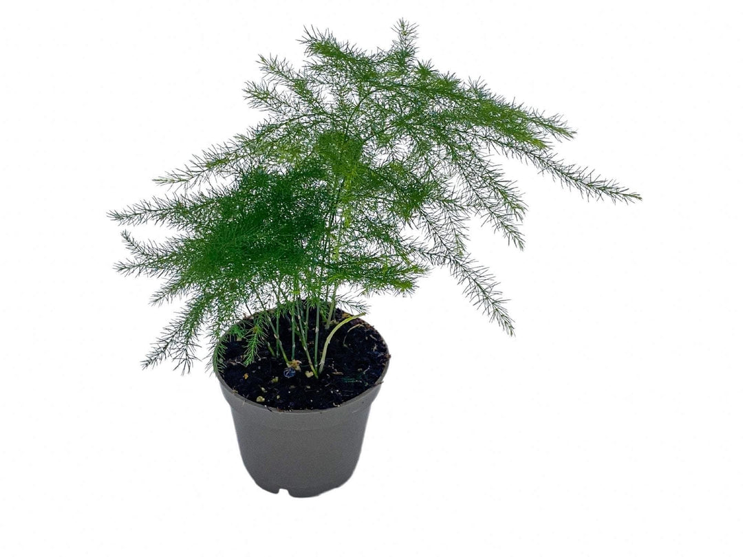Small Asparagus Fern | Baby Plant | 6 cm pot - Tropical Glass