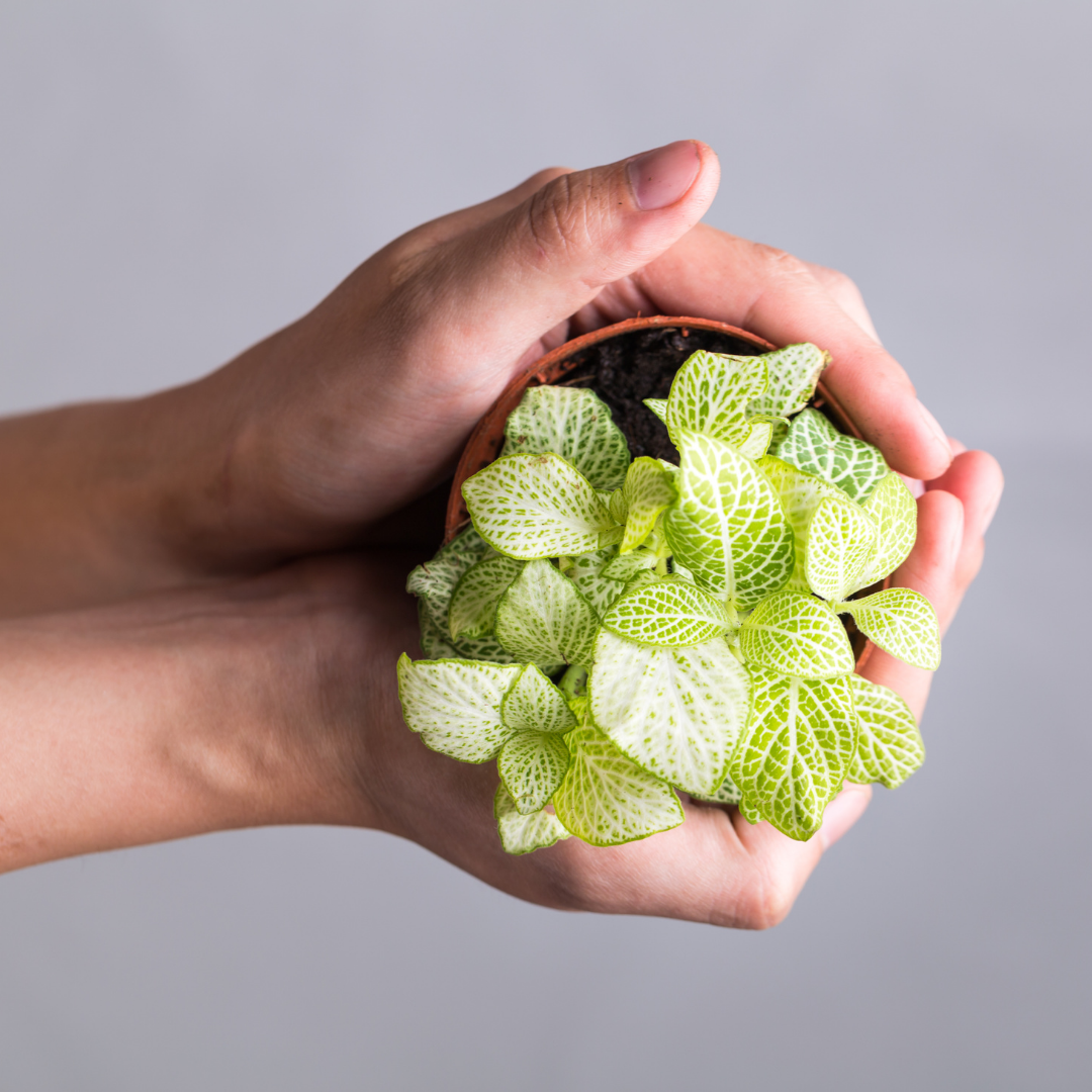 Fittonia Plant Care Guide - Tropical Glass