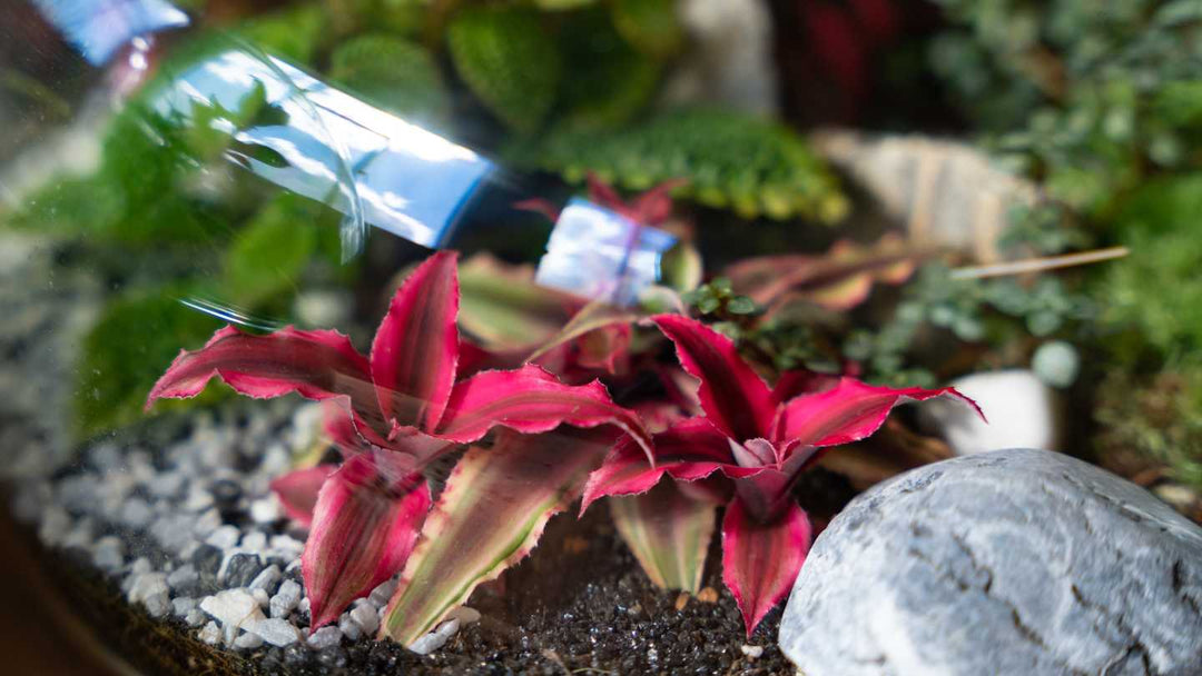From Ferns to Succulents: The Guide to Terrarium Plants