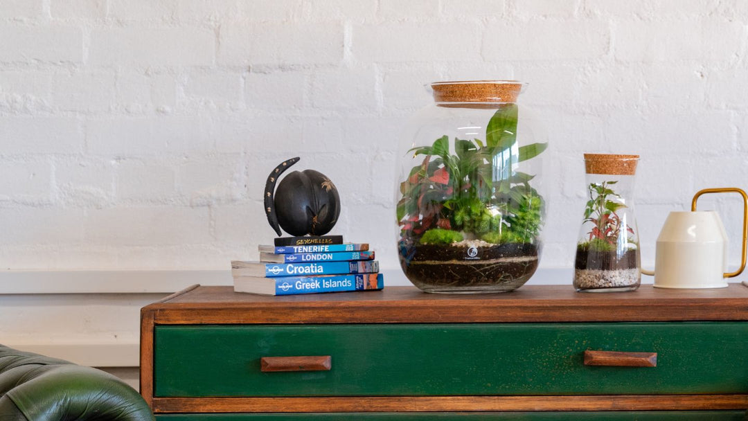 The Benefits of Having a Terrarium in Your Home or Office