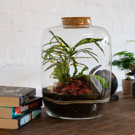 Ready made terrarium with tropical plants and moss