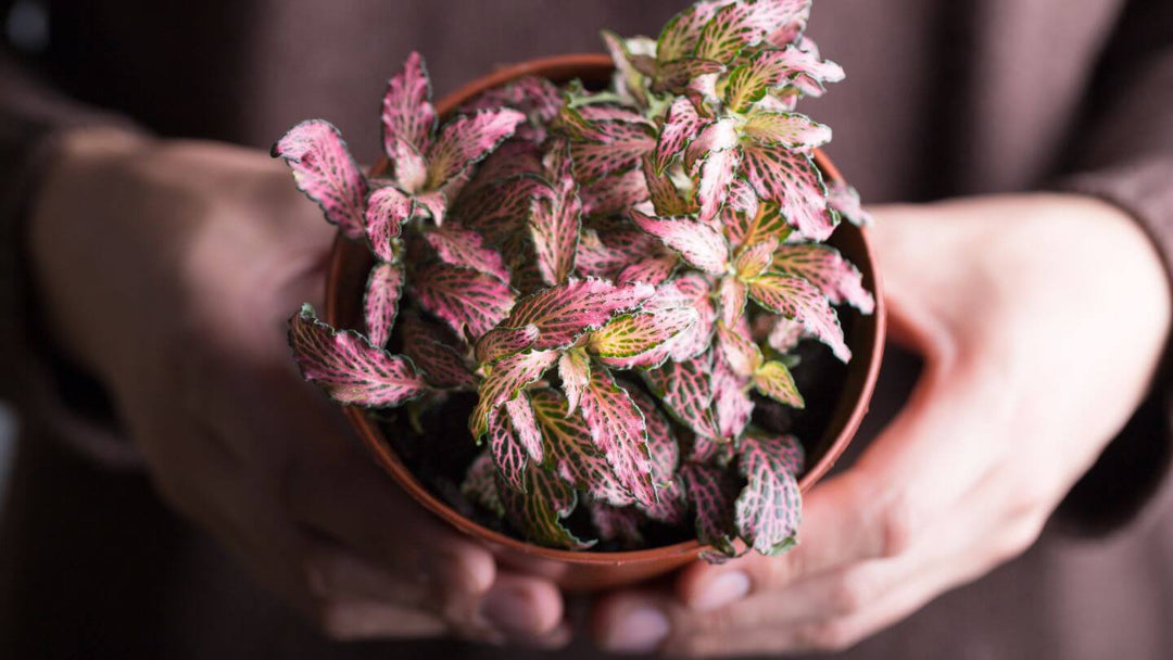 Fittonia Albivenis: Getting to Know the Nerve Plant