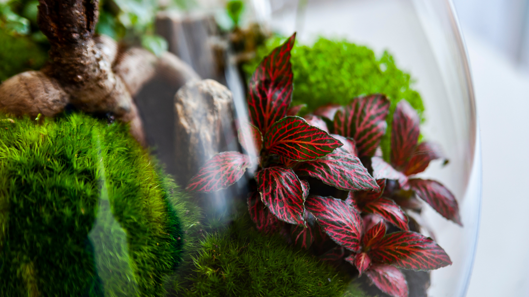 Low-care plants for a closed terrarium - Tropical Glass