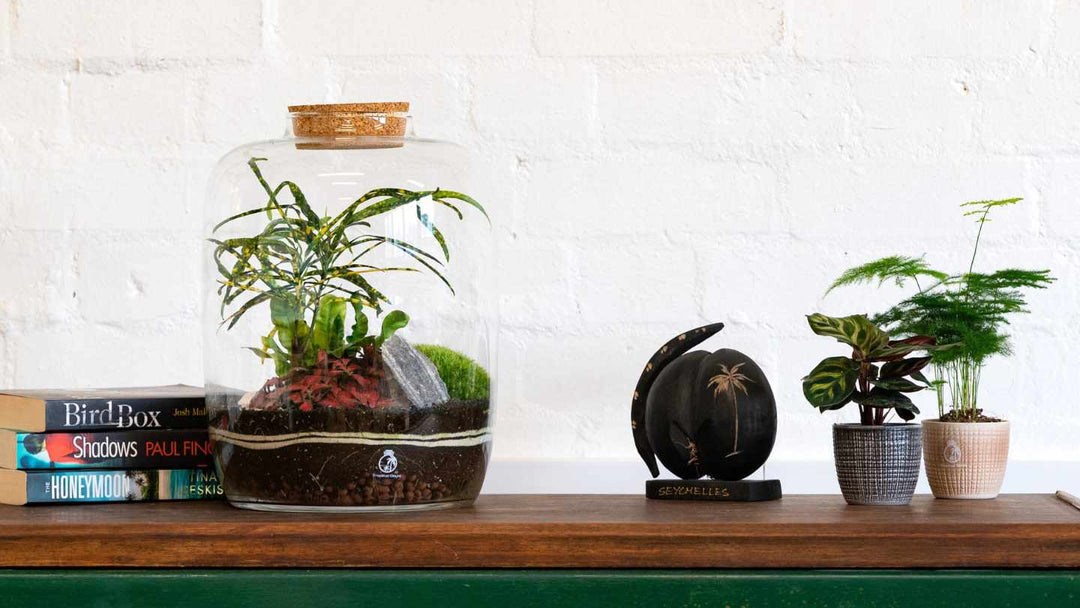 Terrarium vs Pot - What is better? 