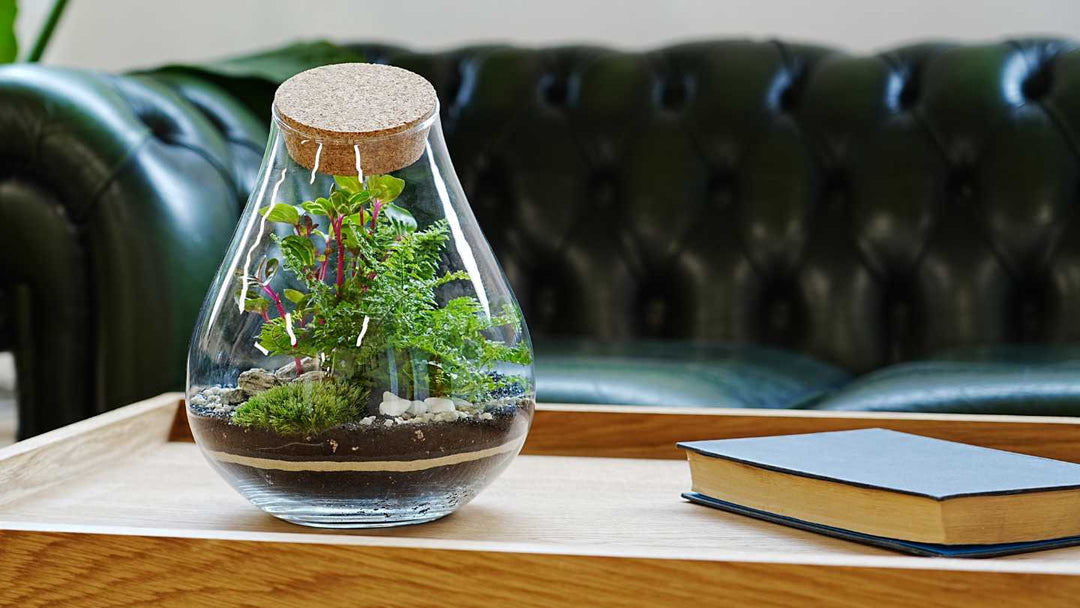 How Do You Keep a Terrarium Alive?