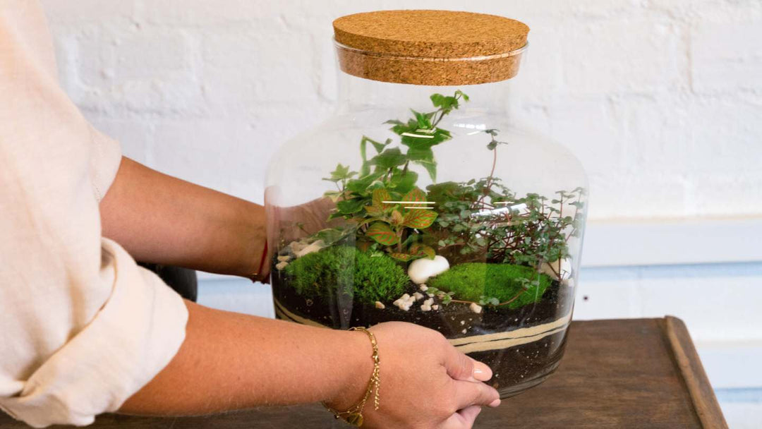 Where to place a closed terrarium? - Tropical Glass