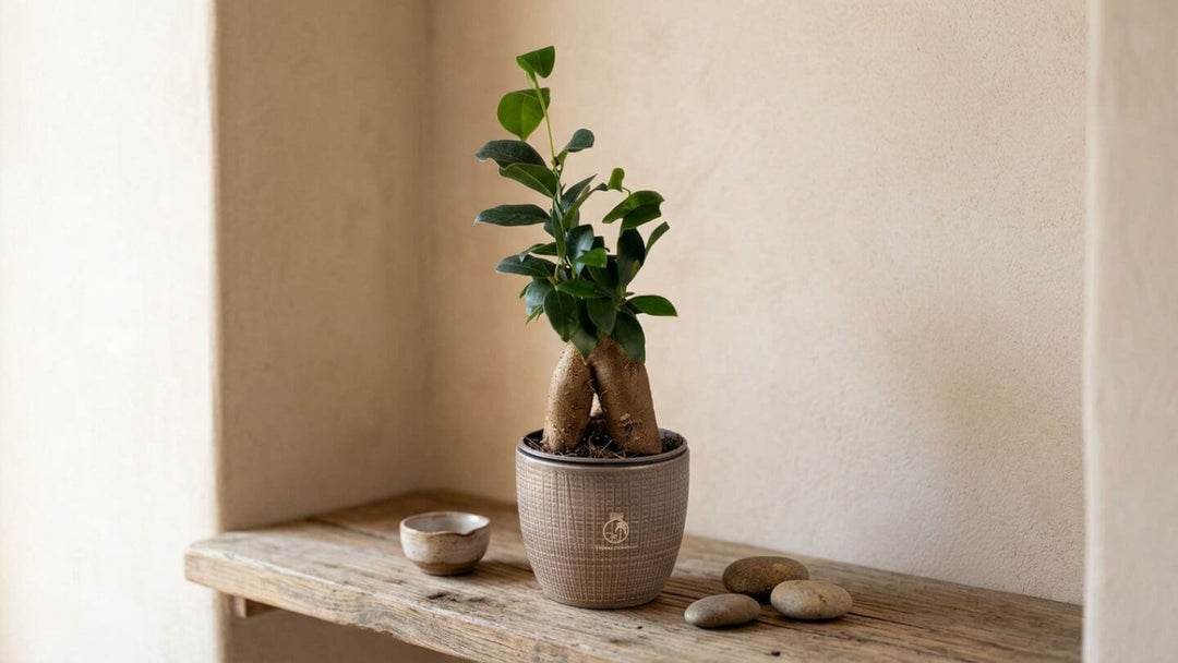 Ficus Ginseng bonsai on a shelf, seen from the side, with thick roots and a canopy of small glossy leaves