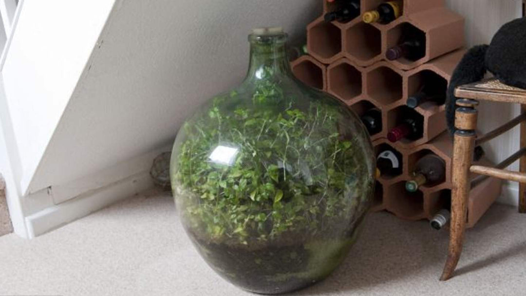 What is the Longest Living Terrarium?