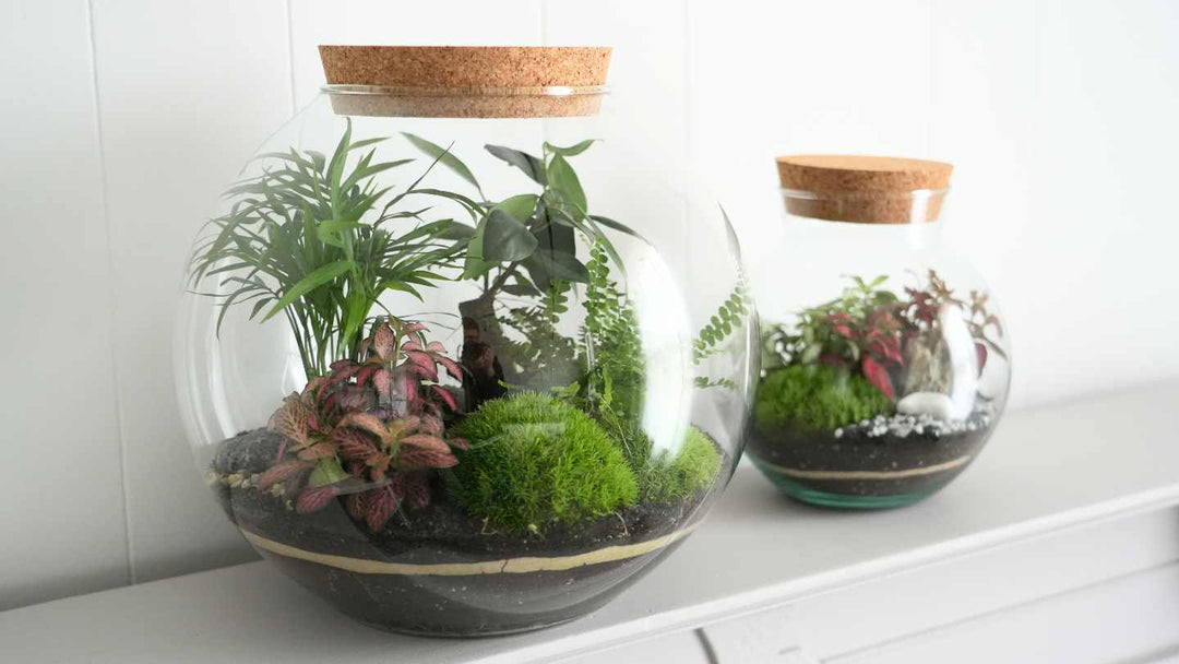 closed terrariums