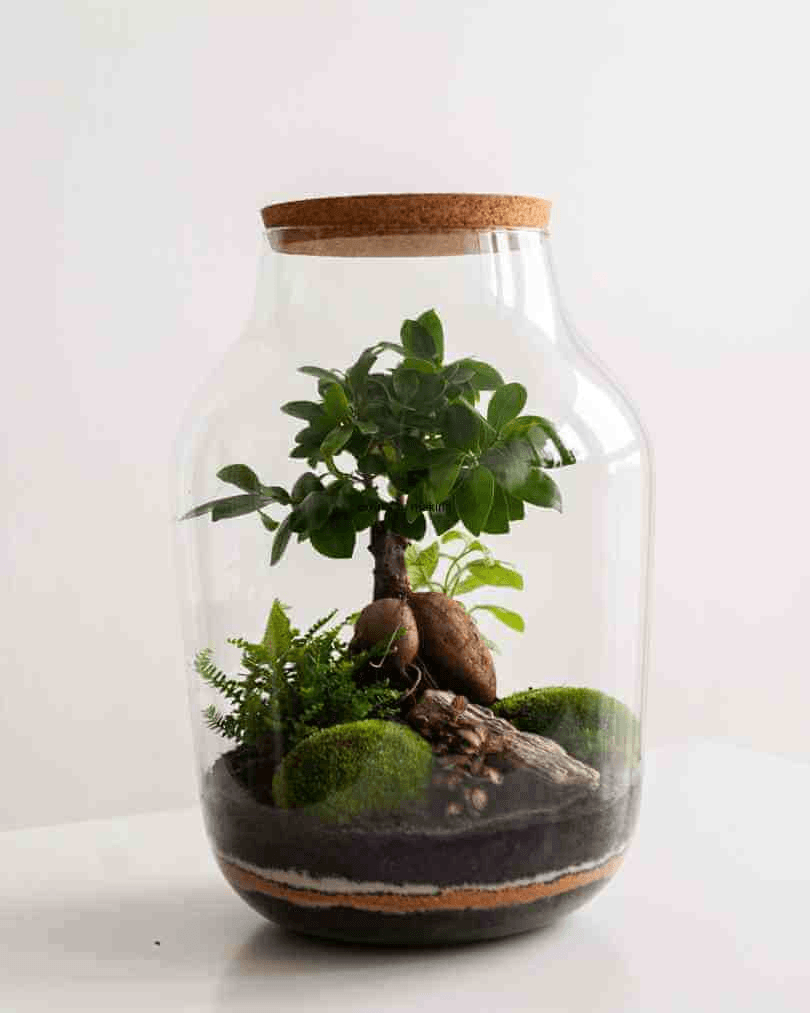 Buy ReadyMade Planted Terrariums Online UK Delivery Tropical Glass