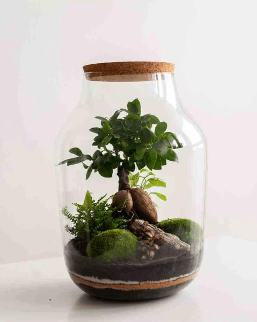 Ready made terrariums
