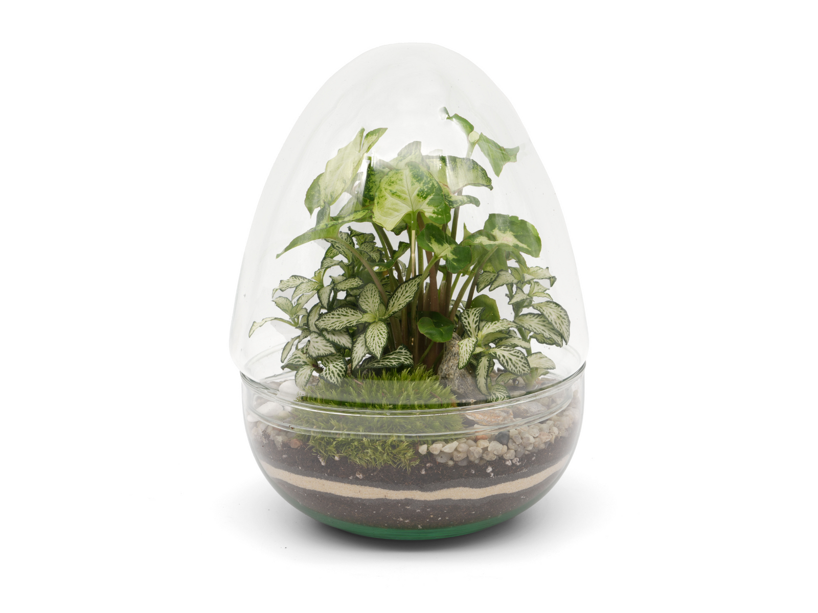 A beautifully arranged indoor terrarium features a variety of lush green plants, including Syngonium and Fittonia, nestled in soil and decorative pebbles, all encased in a clear glass dome.