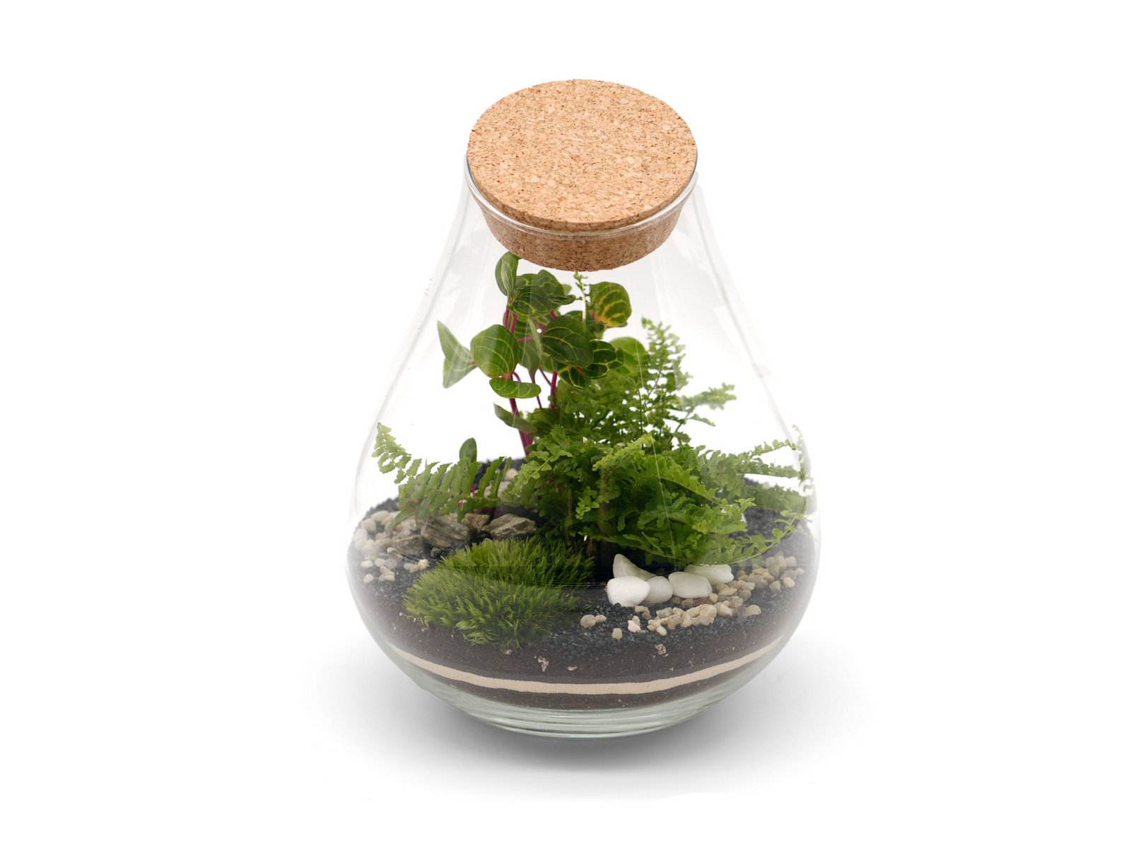 A teardrop-shaped glass terrarium featuring a variety of lush green plants, including ferns and small leafy stems, set on a bed of dark soil and decorative stones.
